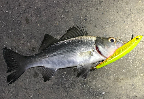 セイゴ（マルスズキ）の釣果