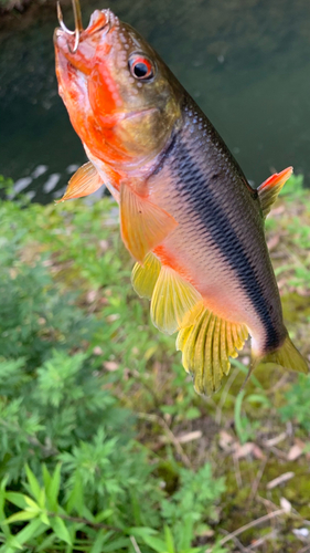 カワムツの釣果