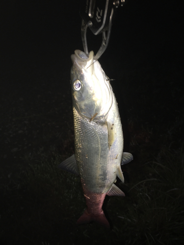 ウグイの釣果