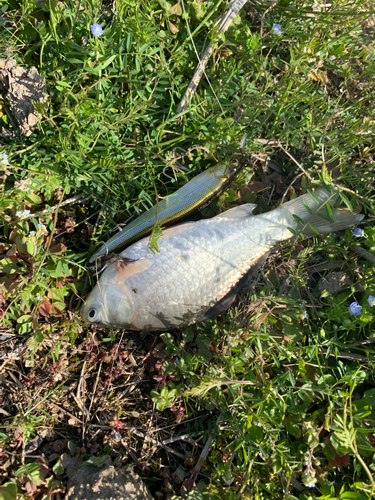 フナの釣果