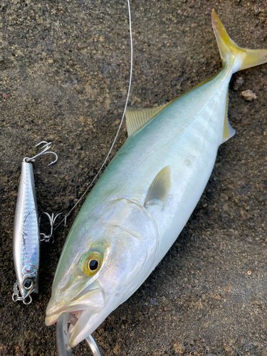 イナダの釣果