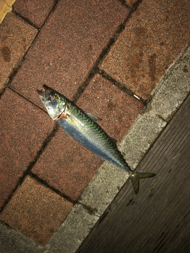 サバの釣果