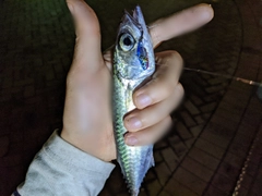 サバの釣果