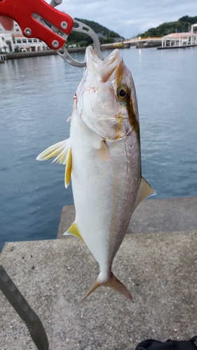 ショゴの釣果