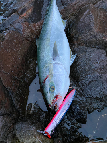 ヤズの釣果