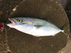 イナダの釣果