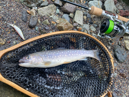 イワナの釣果