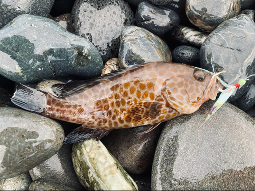 オオモンハタの釣果