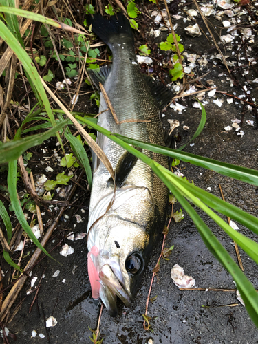 フッコ（マルスズキ）の釣果