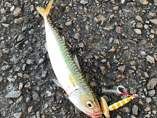 サバの釣果