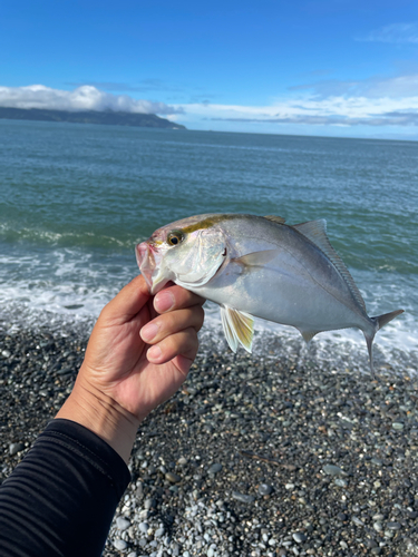 ショゴの釣果