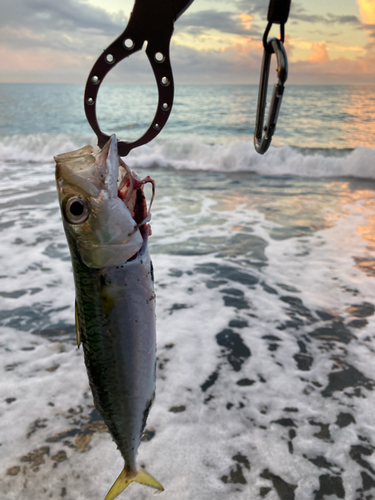 サバの釣果