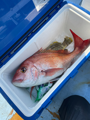 マダイの釣果