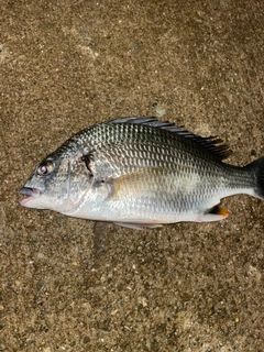 キビレの釣果