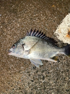 キビレの釣果