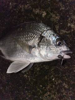 キビレの釣果