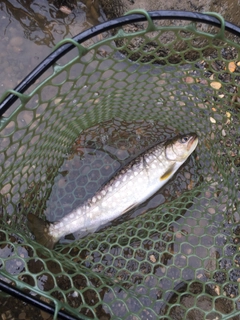 アメマスの釣果