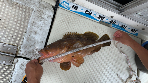 タイの釣果