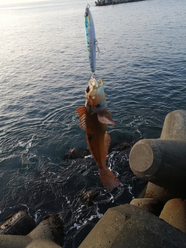 アナハゼの釣果