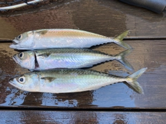 サバの釣果