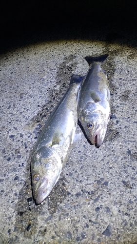 シーバスの釣果