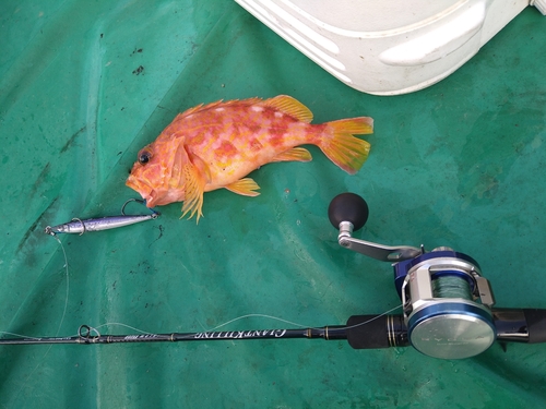 アヤメカサゴの釣果