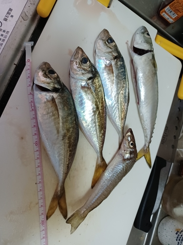 アジの釣果