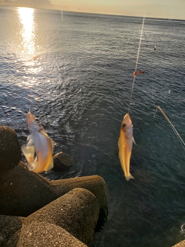 キスの釣果