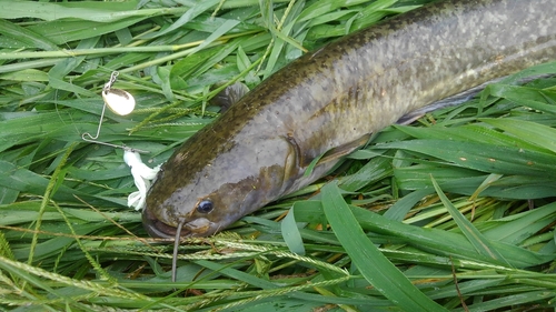 ナマズの釣果