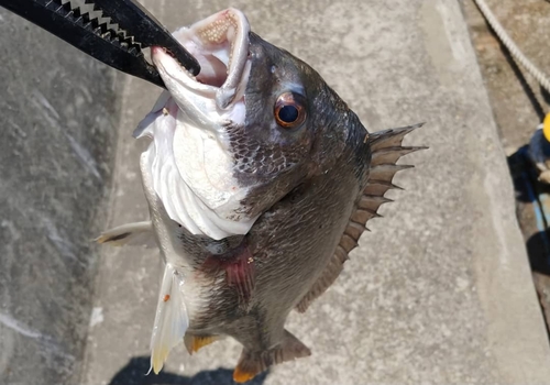 キビレの釣果