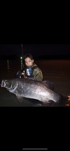 アカメの釣果