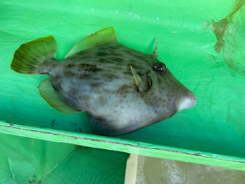 カワハギの釣果