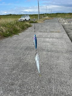 サバの釣果