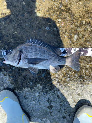 クロダイの釣果