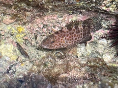 オオモンハタの釣果