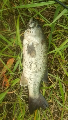 ラージマウスバスの釣果