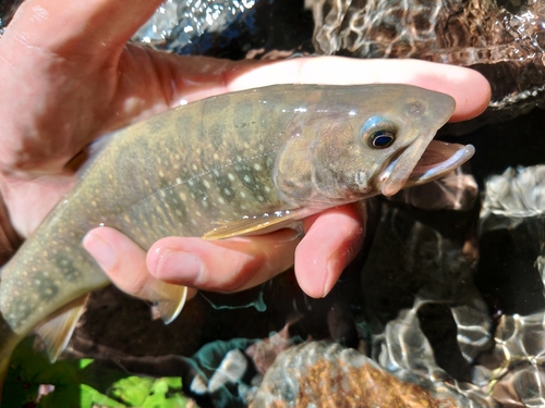 ニッコウイワナの釣果