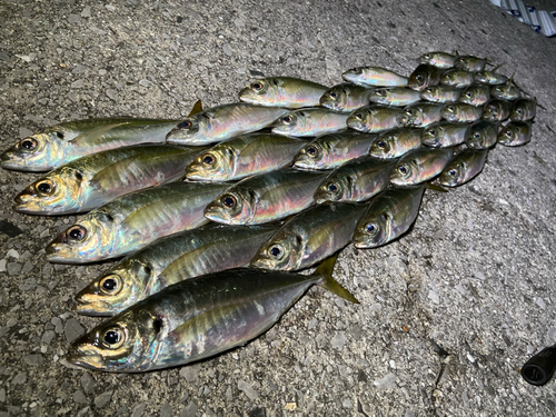 アジの釣果