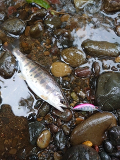 ヤマメの釣果