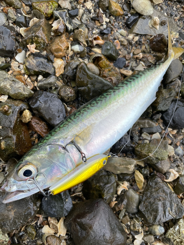 サバの釣果