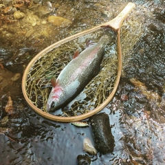 ニジマスの釣果