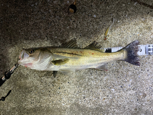 シーバスの釣果