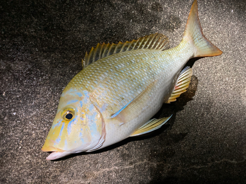 ハマフエフキの釣果