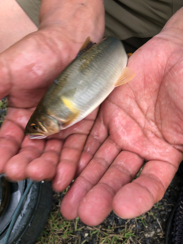 アユの釣果