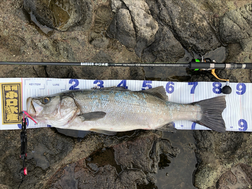 ヒラスズキの釣果