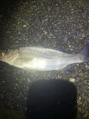 ヒラスズキの釣果