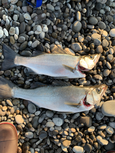 ヒラスズキの釣果