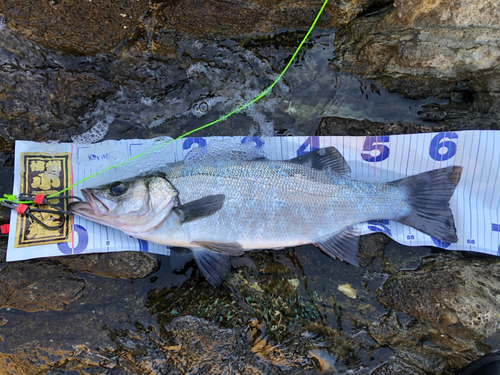 ヒラスズキの釣果