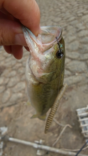 ラージマウスバスの釣果