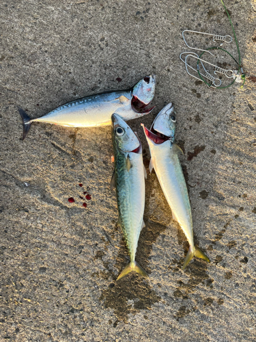 ソウダガツオの釣果